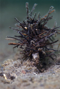 Today's dive with Dani, a caddisfly larva with portable c... by Sven Tramaux 